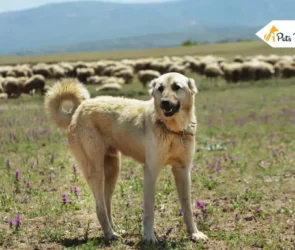Kangal Shepherd Dogs