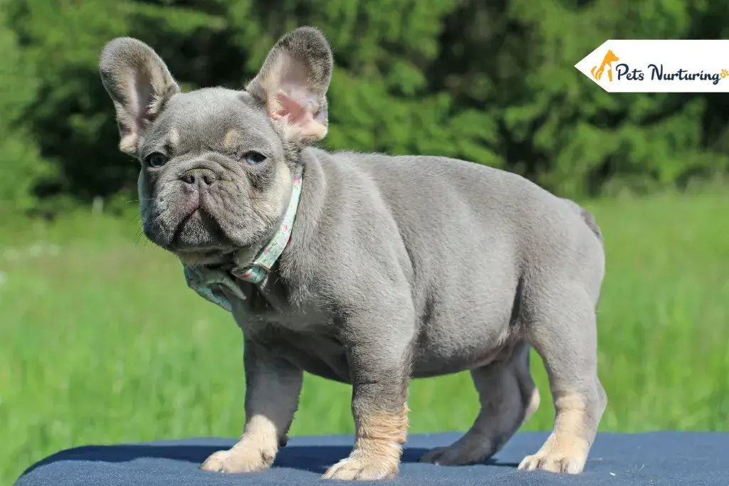 Lilac French Bulldogs
