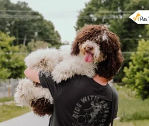 Mini Bernedoodles