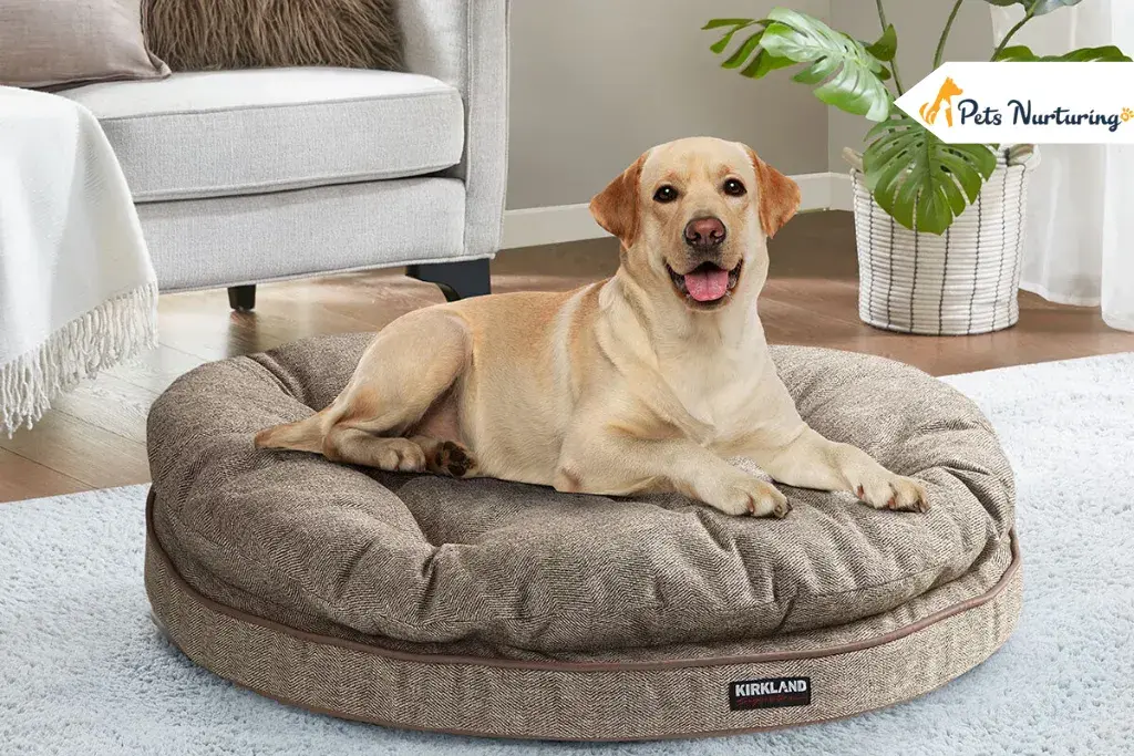 Orthopedic Bed for Dog
