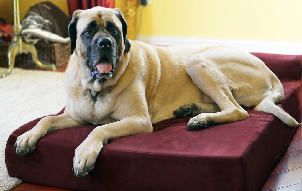 Why an Orthopedic Bed May Be Necessary