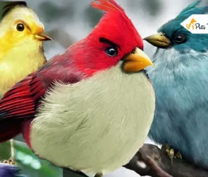 Real Angry Bird