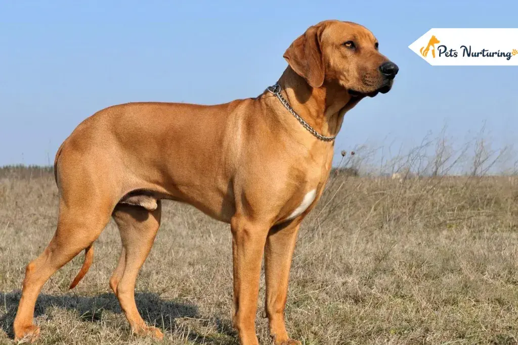 Rhodesian Ridgeback Dogs