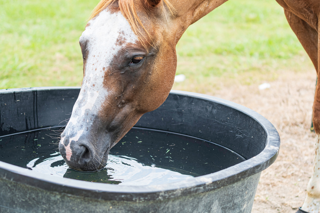 Hydration in Horses 