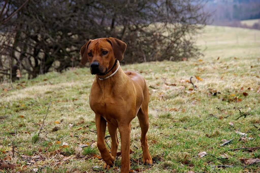 Nutrition of a Rhodesian Ridgeback