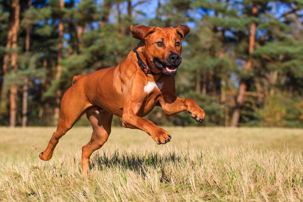 Exercise of a Rhodesian Ridgeback