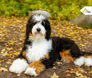 Bernedoodles