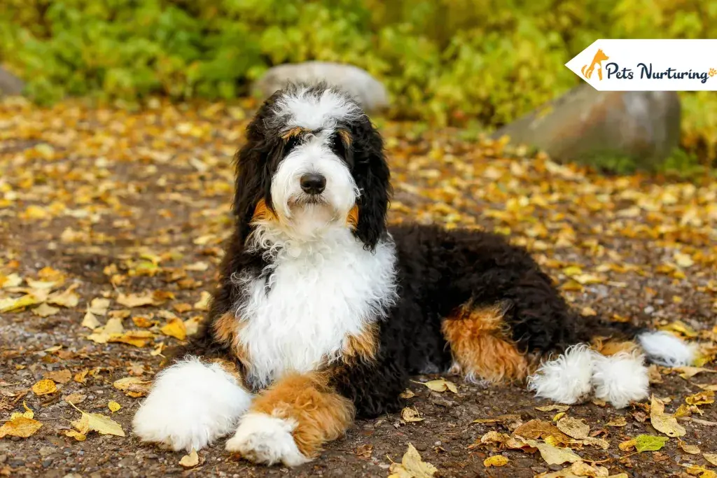 Bernedoodles