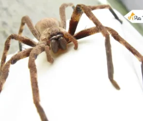 Biggest Spider in the worlds