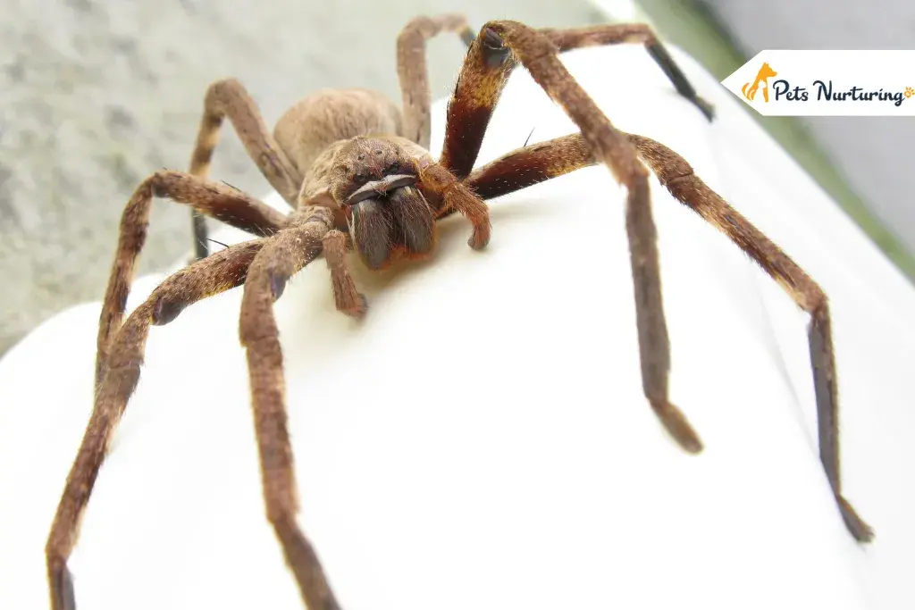 Biggest Spider in the worlds