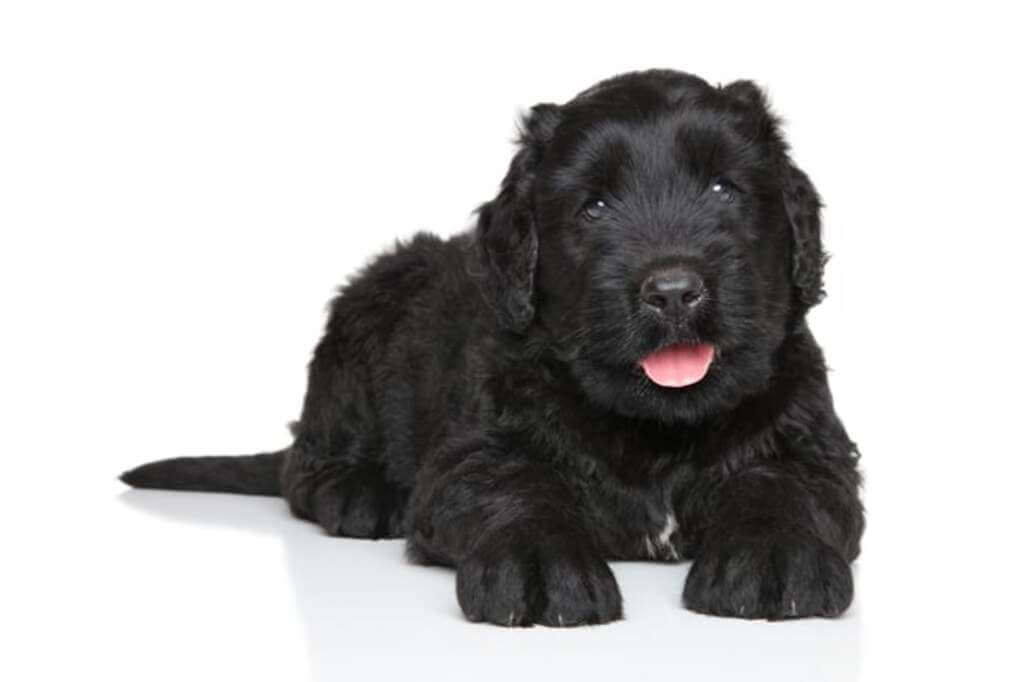 Black Russian Terrier Nutrition Needs