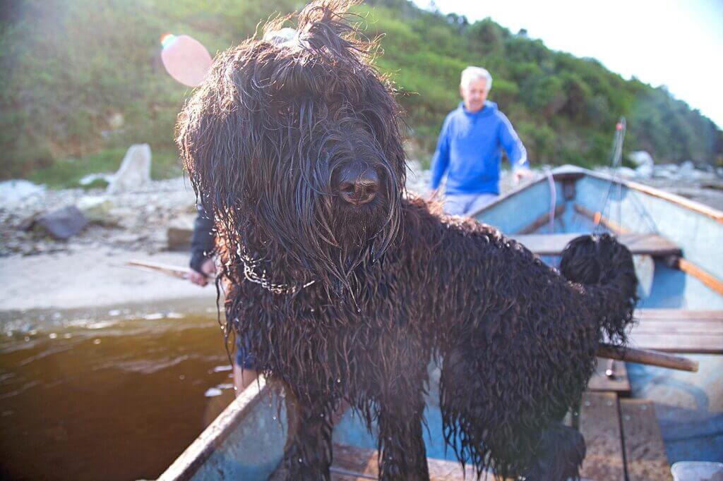 Black Russian Terrier Lifespan
