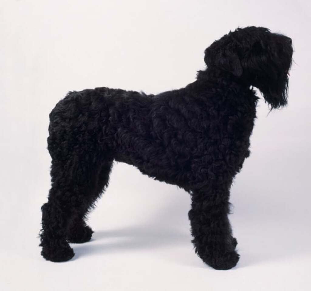 how much does a black russian terrier eat