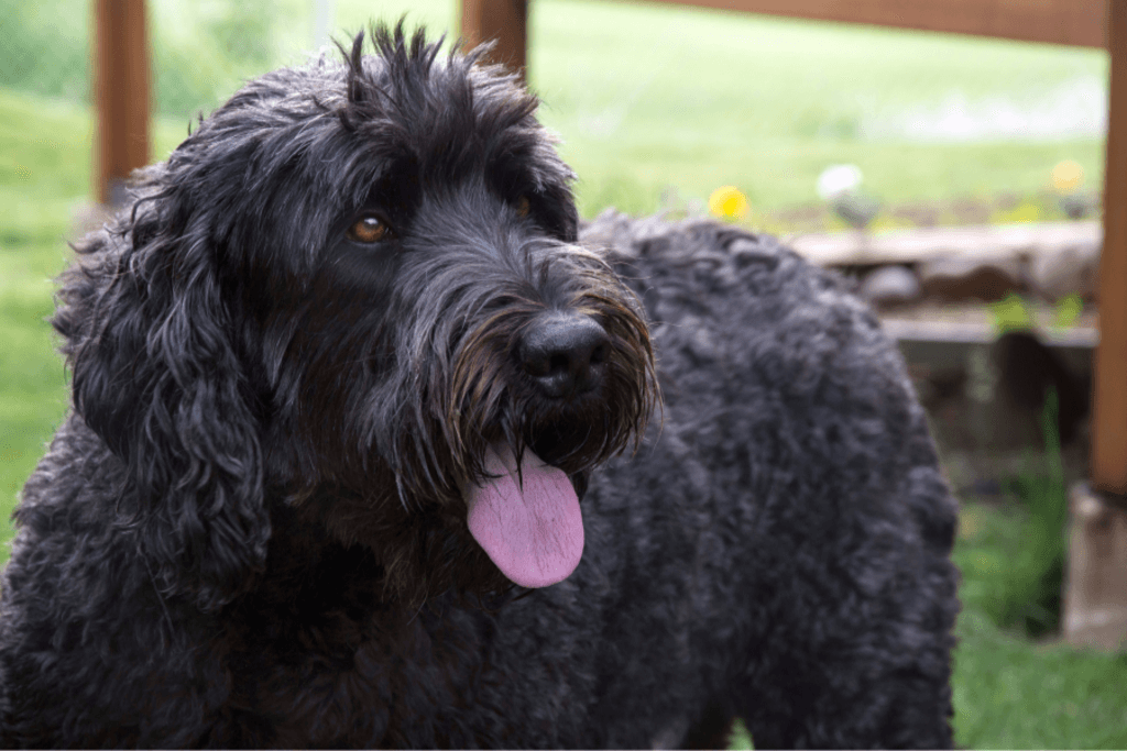 how much does a black russian terrier eat