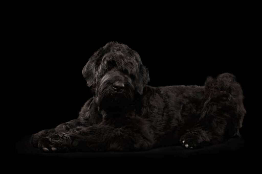Grooming The Black Russian Terrier