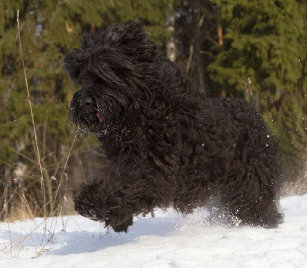 Black Russian Terrier Size And Weight