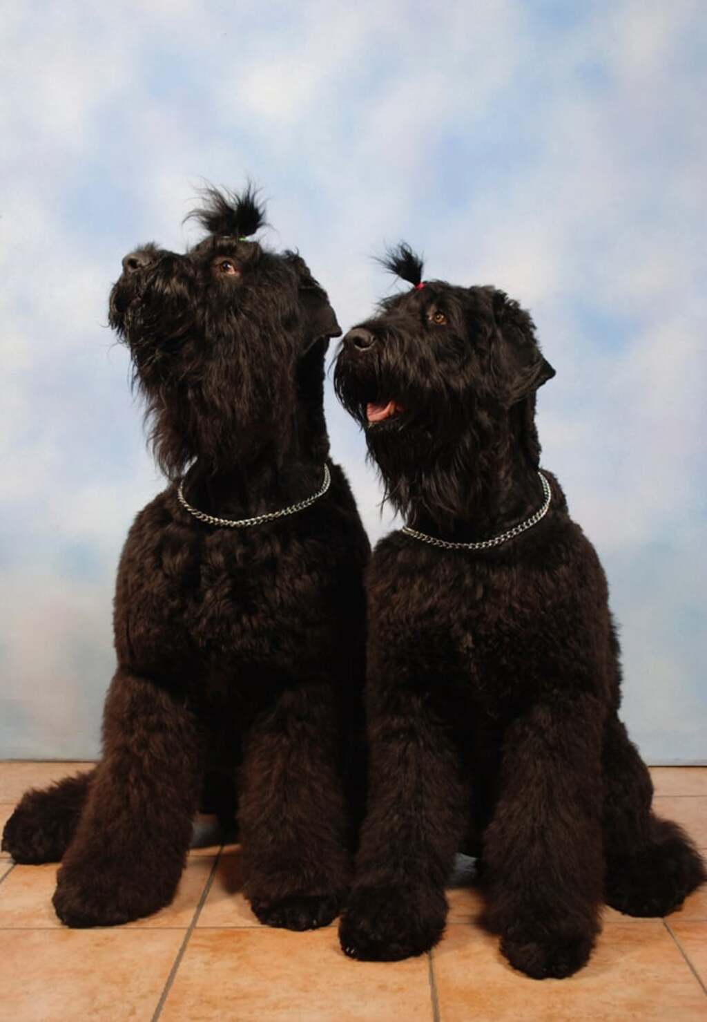 Exercise Suitability For This Breed