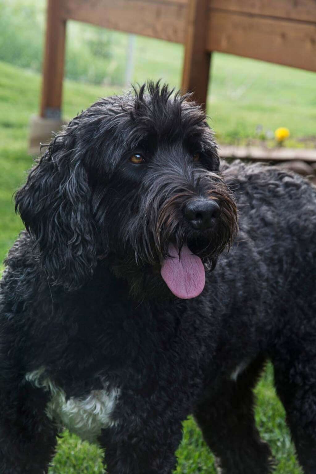 Training A Black Russian Terrier