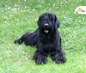 Black Russian Terriers