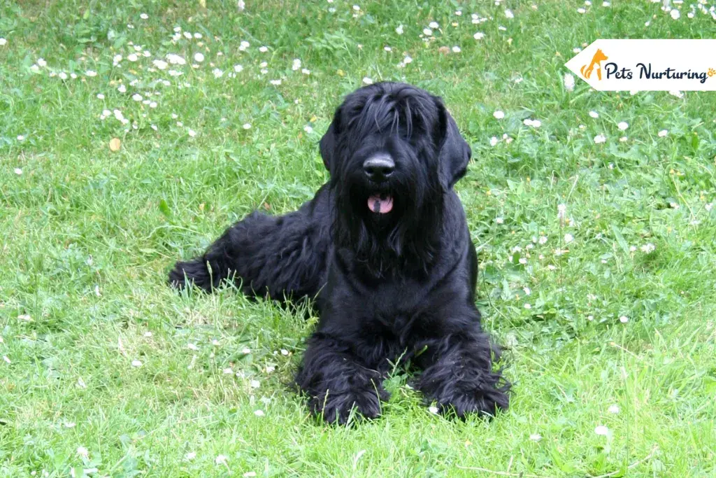 Black Russian Terriers