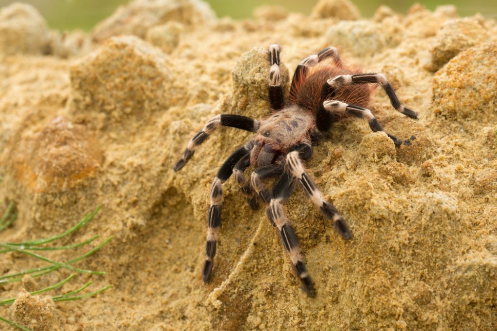 Brazilian Giant Tawny Red Tarantula