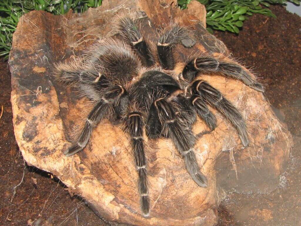 Brazilian Salmon Pink Birdeater