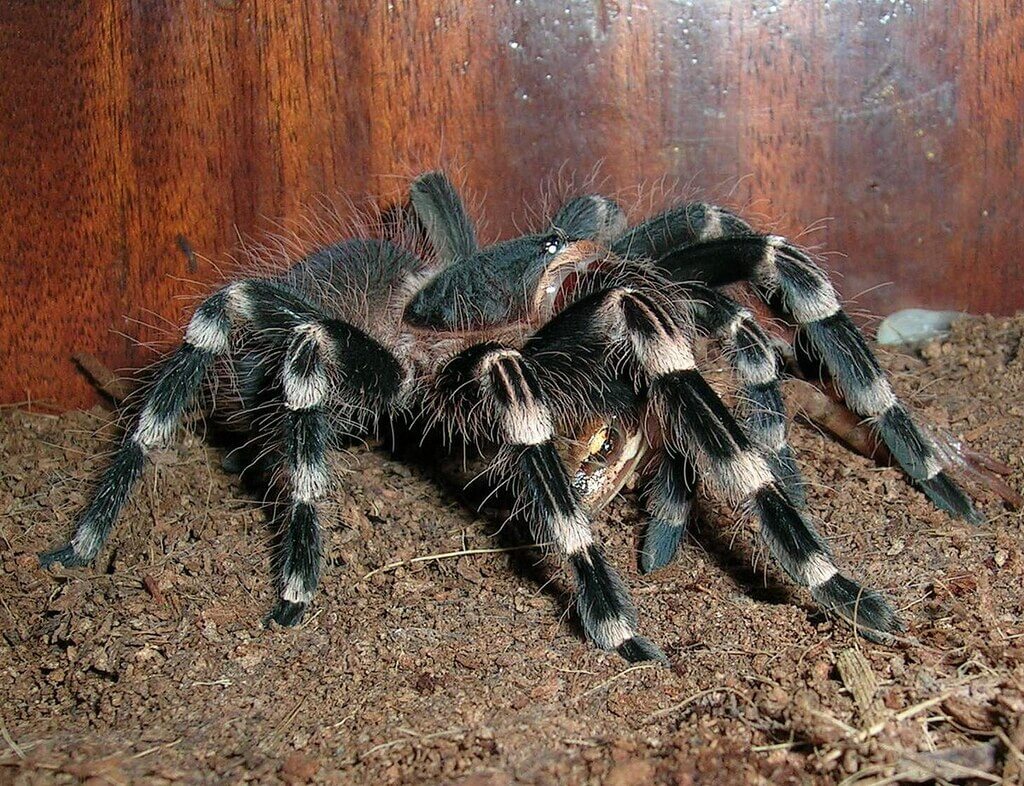 Brazilian Whiteknee Tarantula