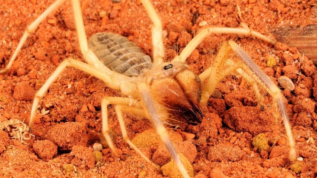 Camel Spider