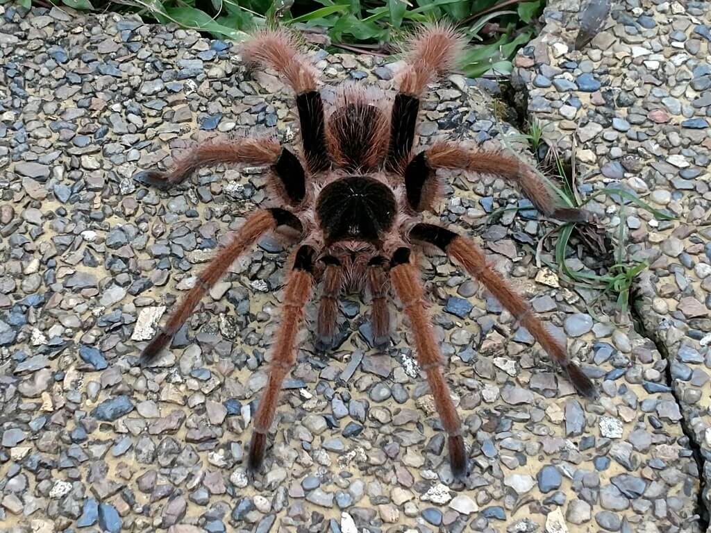 Colombian Giant Redleg Tarantula