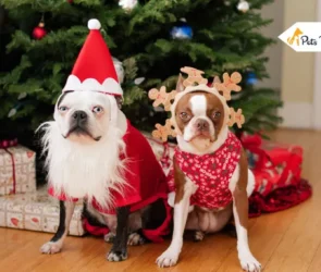 Dog Christmas Outfit