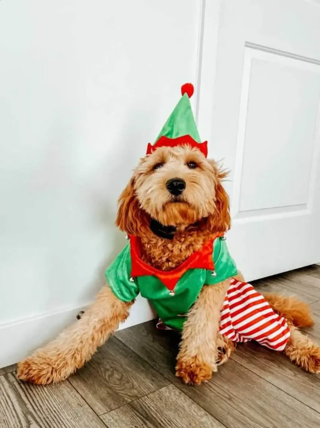 Dog Christmas Outfits: Best Christmas Dress-Up Ideas