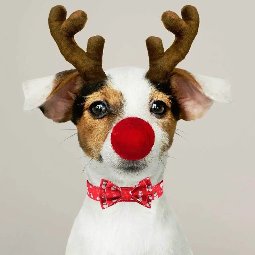 Dog Christmas Outfits: Reindeer Antlers and Bow Ties