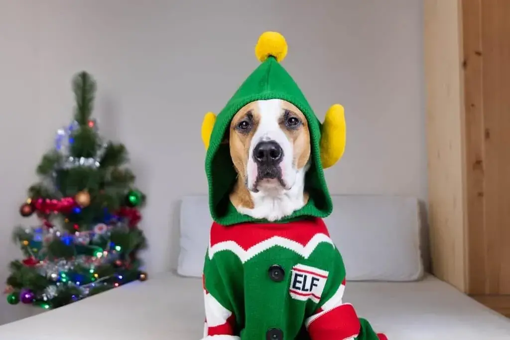 Dog Christmas Outfits: The Famous Ugly Christmas Sweater