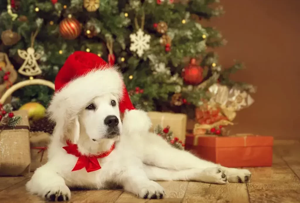 Dog Christmas Outfits: Oversized Santa Hats