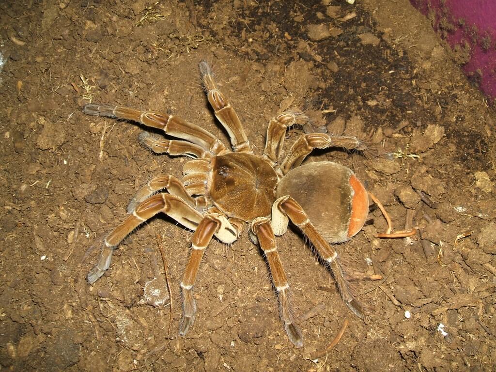 Face Size Tarantula