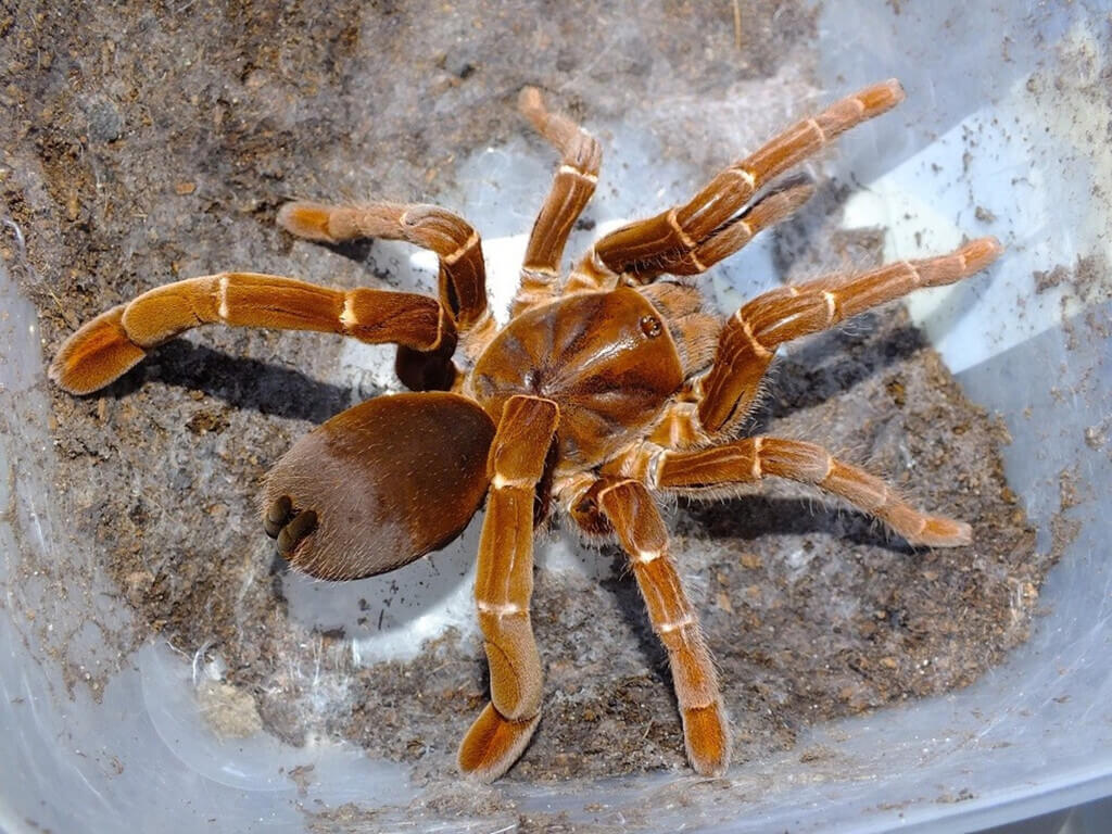 Hercules Baboon Spider