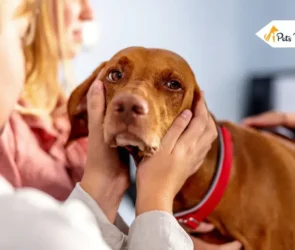 How to Train Your Hyperactive Dogs