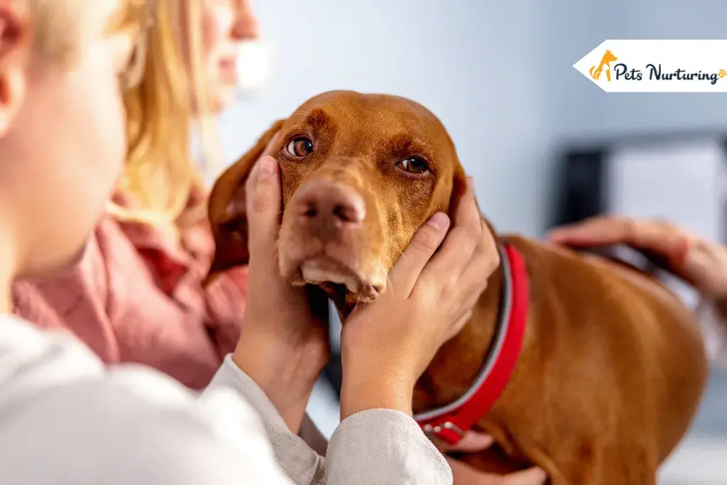 How to Train Your Hyperactive Dogs