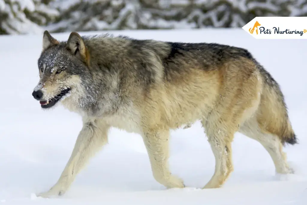 Interesting Wolf Fact