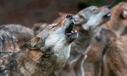10 Interesting Wolf Facts You've Probably Never Heard Of