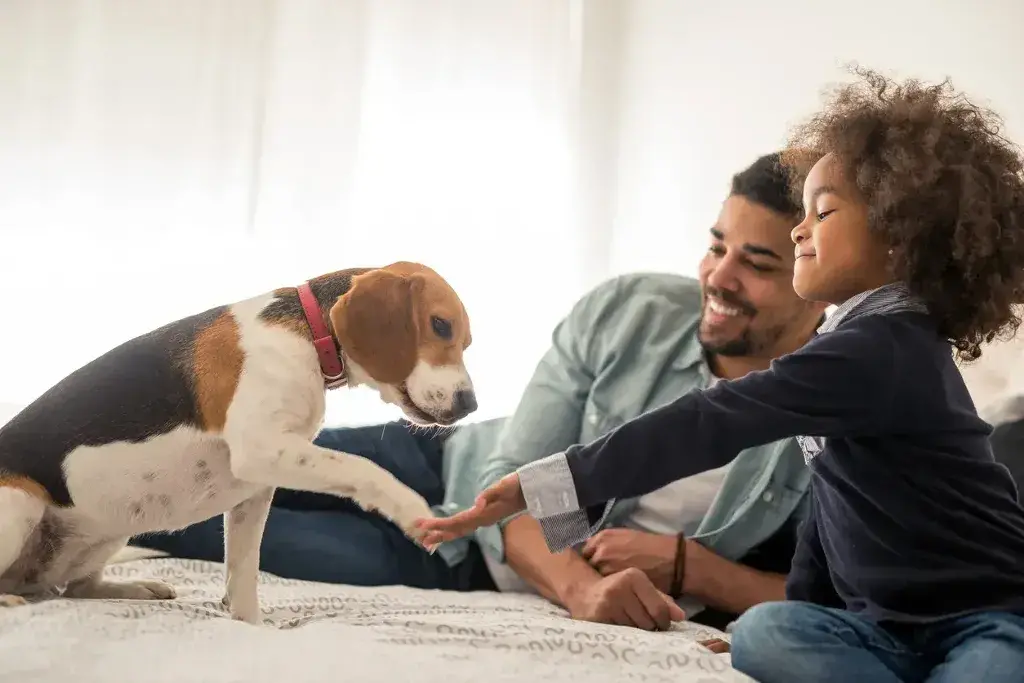 Owning a Pet: Pets Can Help to Reduce Stress