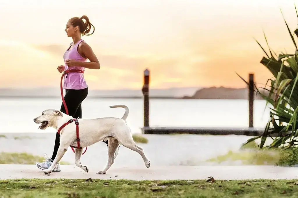 Owning a pet: Pets Can Help to Increase Physical Activity