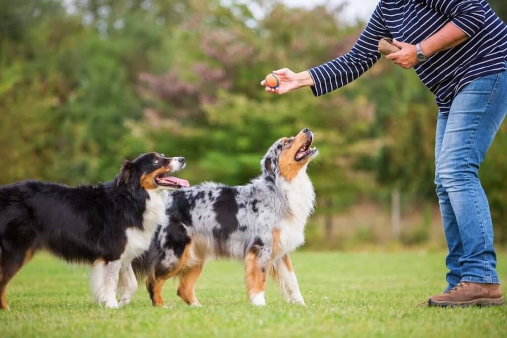 Pet Care Tips for Pet Owners in California