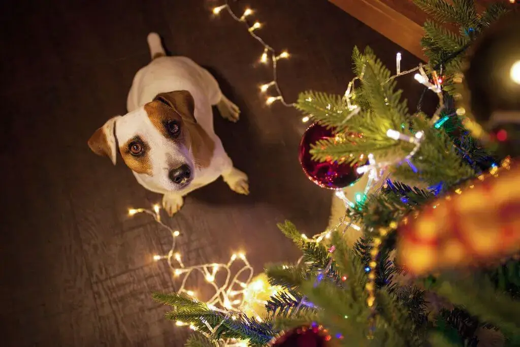 Note on Pet Safety During Christmas