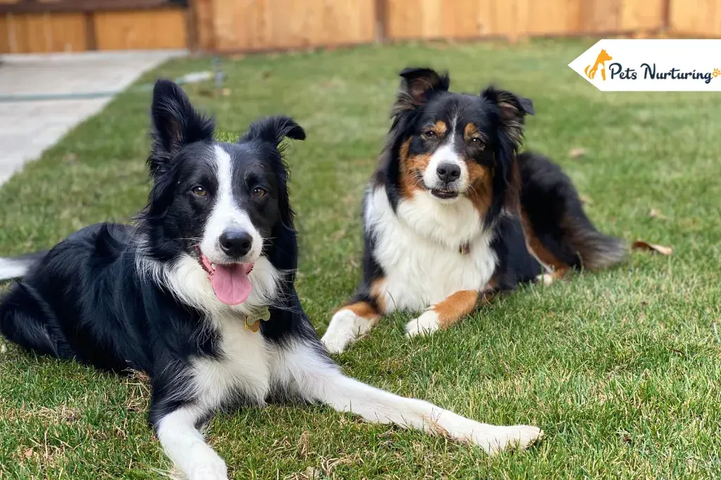 border collie australians shepherd mix