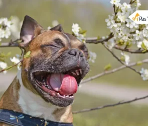 dog sneezing a lots