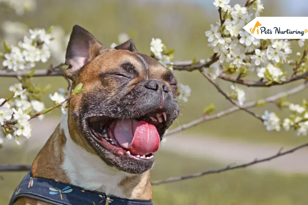 dog sneezing a lots