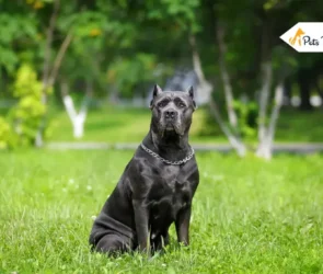 most muscular dog in the worlds