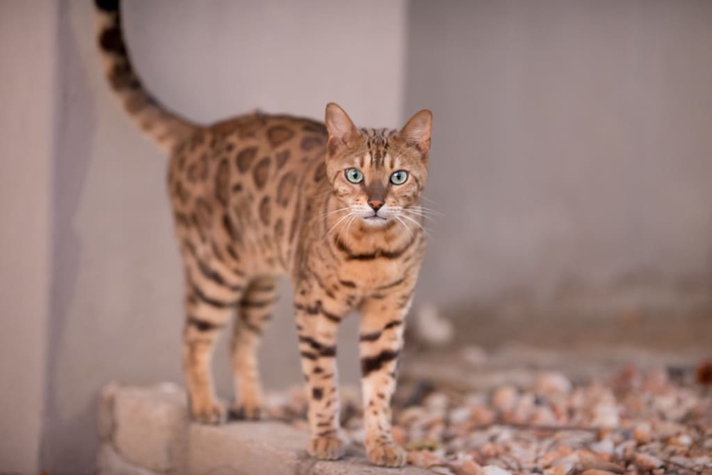 Rusty-Spotted Cats as Pets