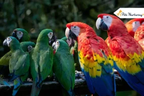 types of parrot